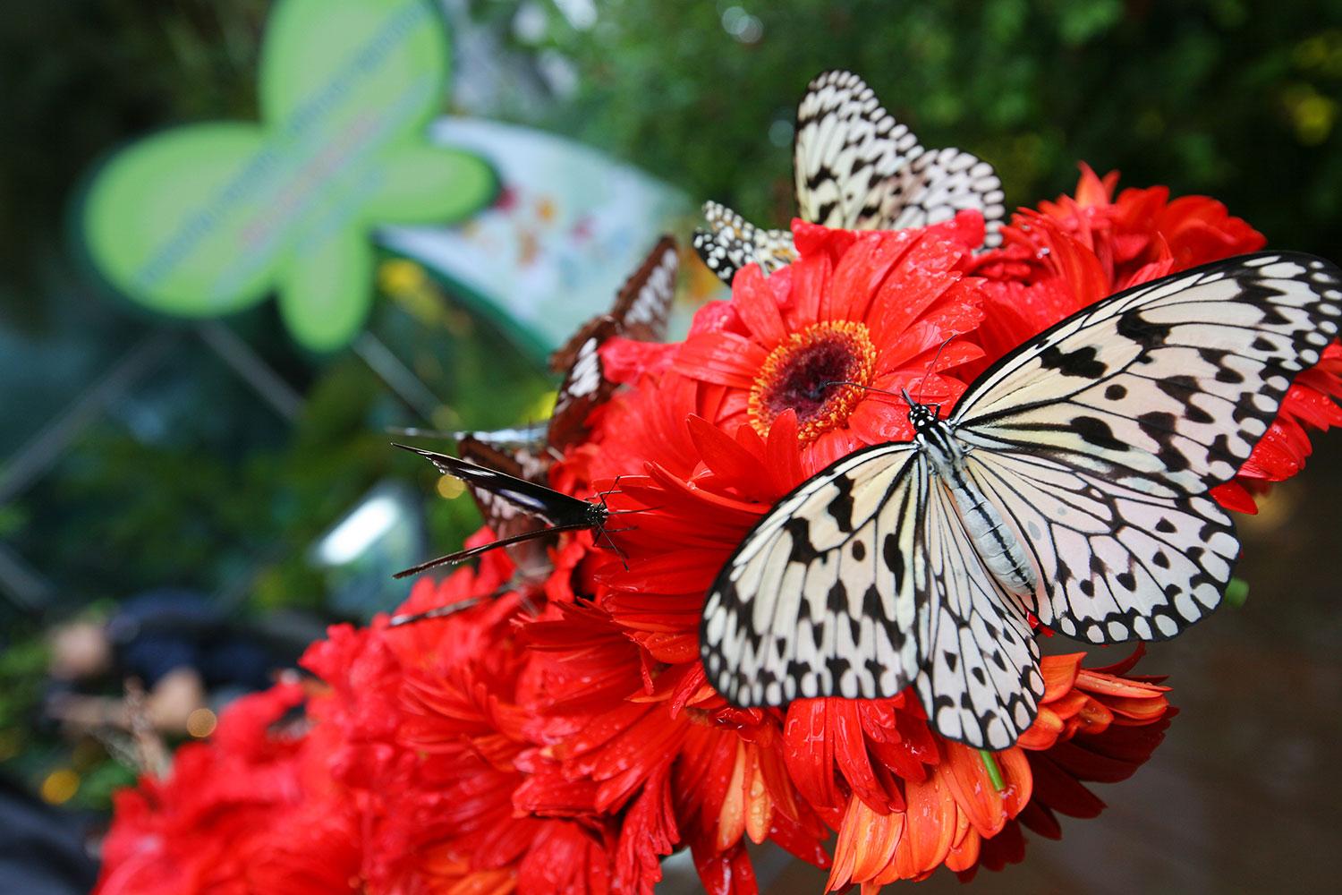 best airports for layovers changi airport butterfly garden