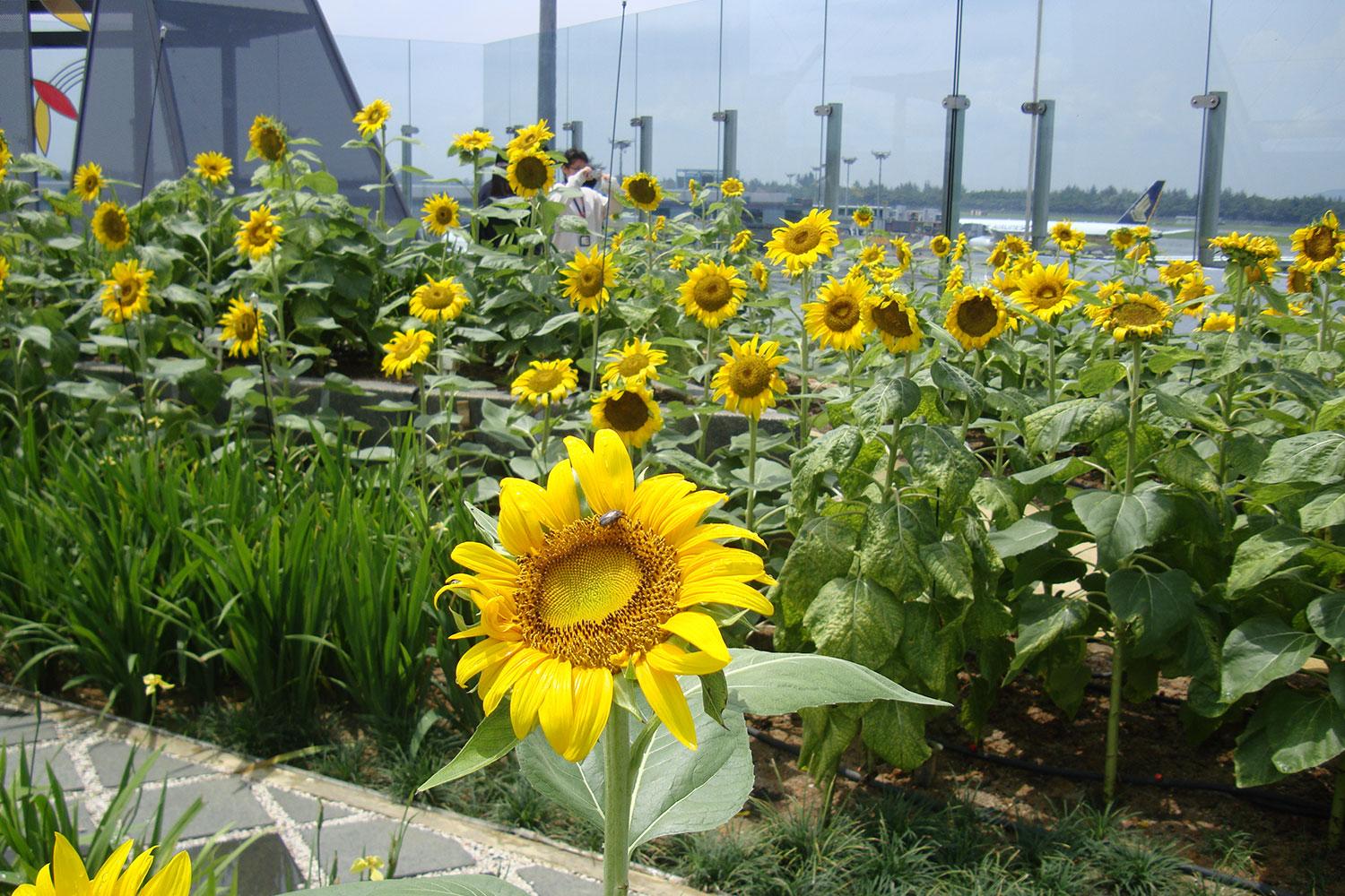 best airports for layovers changi airport sunflower garden 2