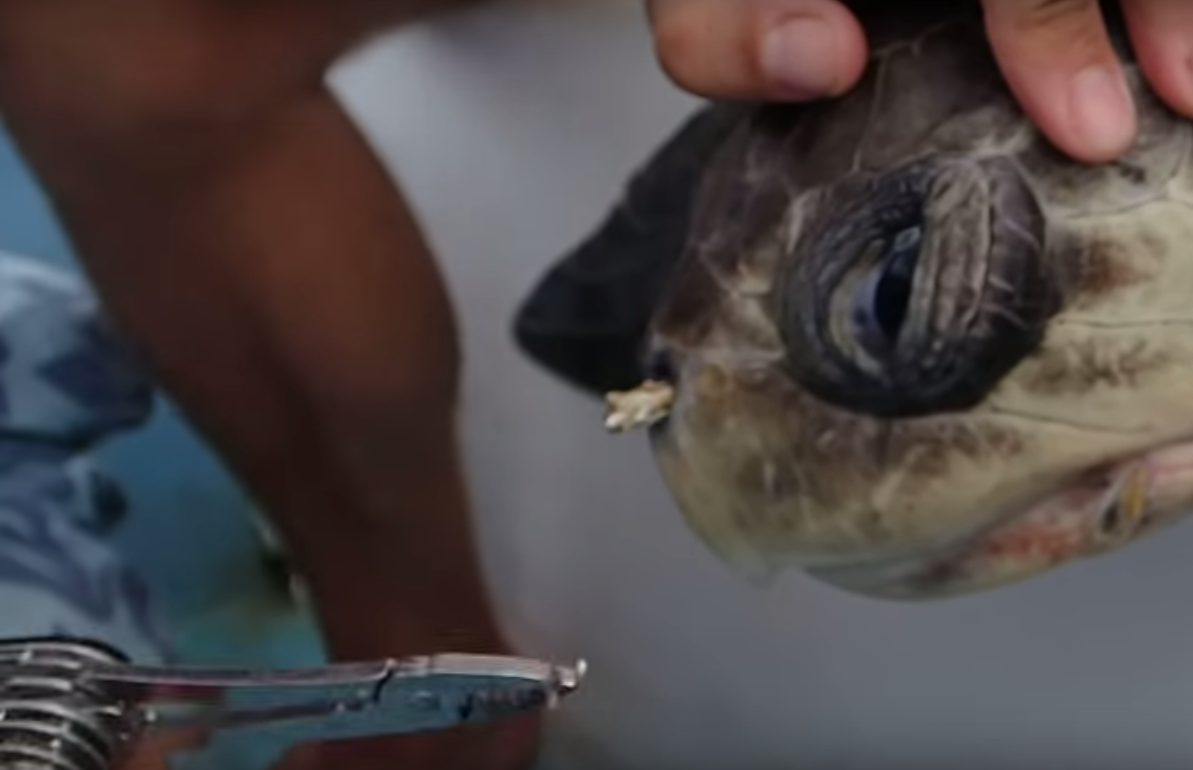 Viral Video Of Sea Turtle With Plastic Straw In Nostril
