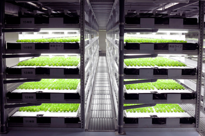 japan-automated-factory-lettuce
