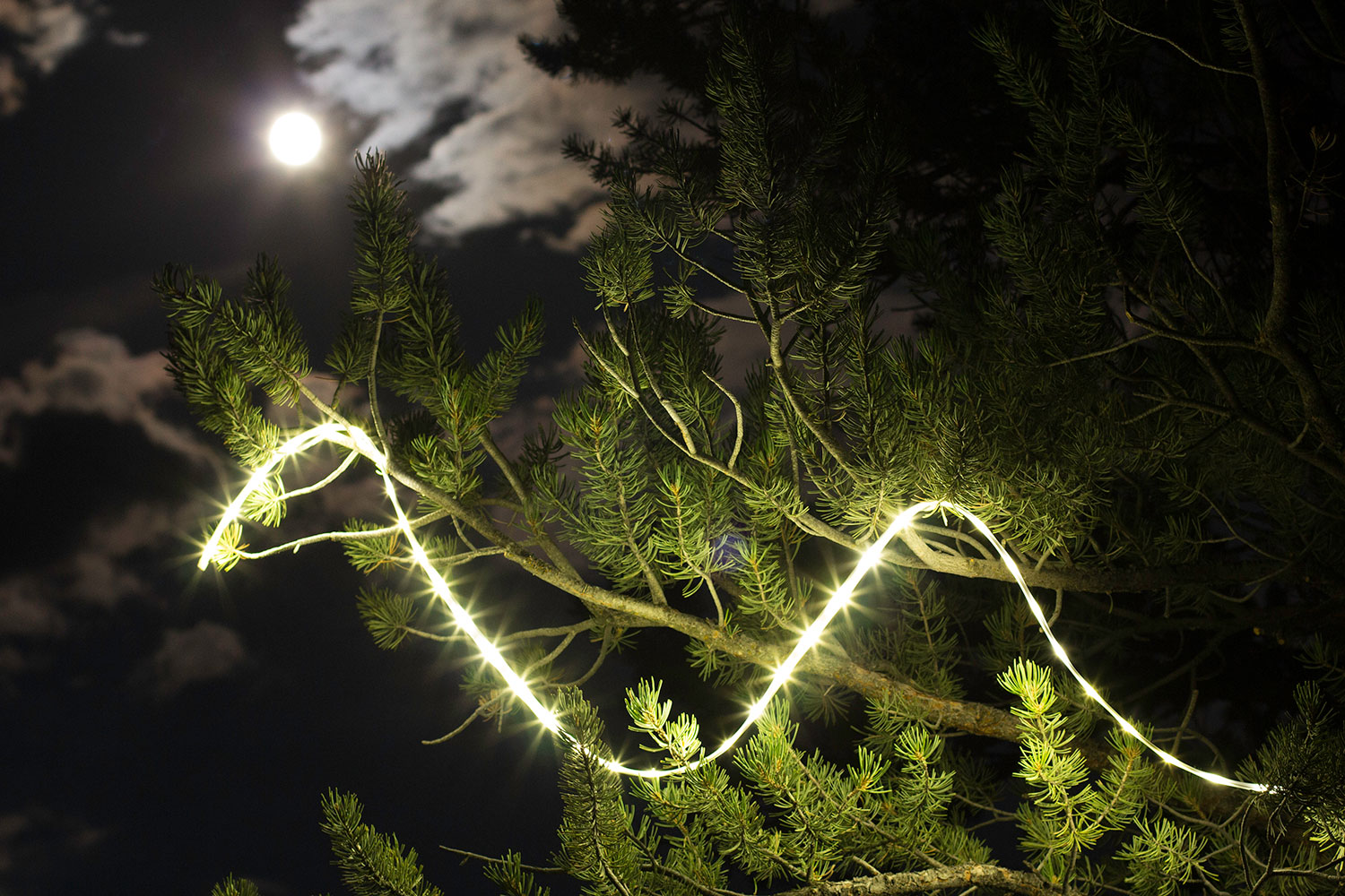 the luminoodle is a portable led light strip hero in tree