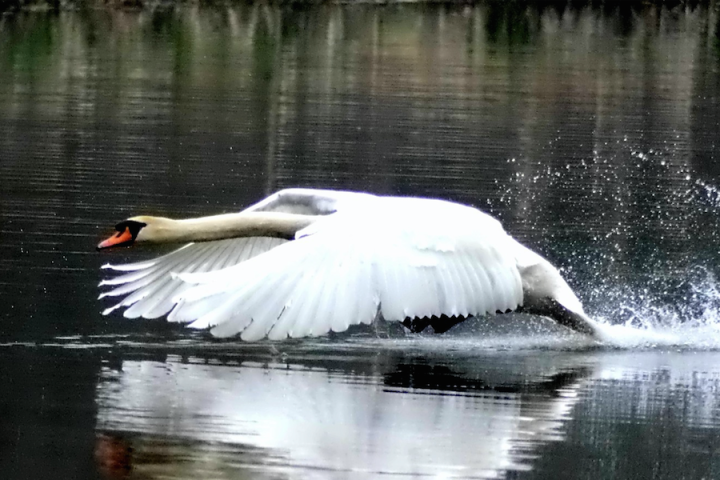 swan necks inspire new technology for better camera drone footage in the air screen shot 2015 09 01 at 9 41 am