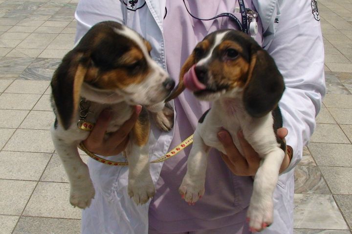 dog cloning south korea clone dogs