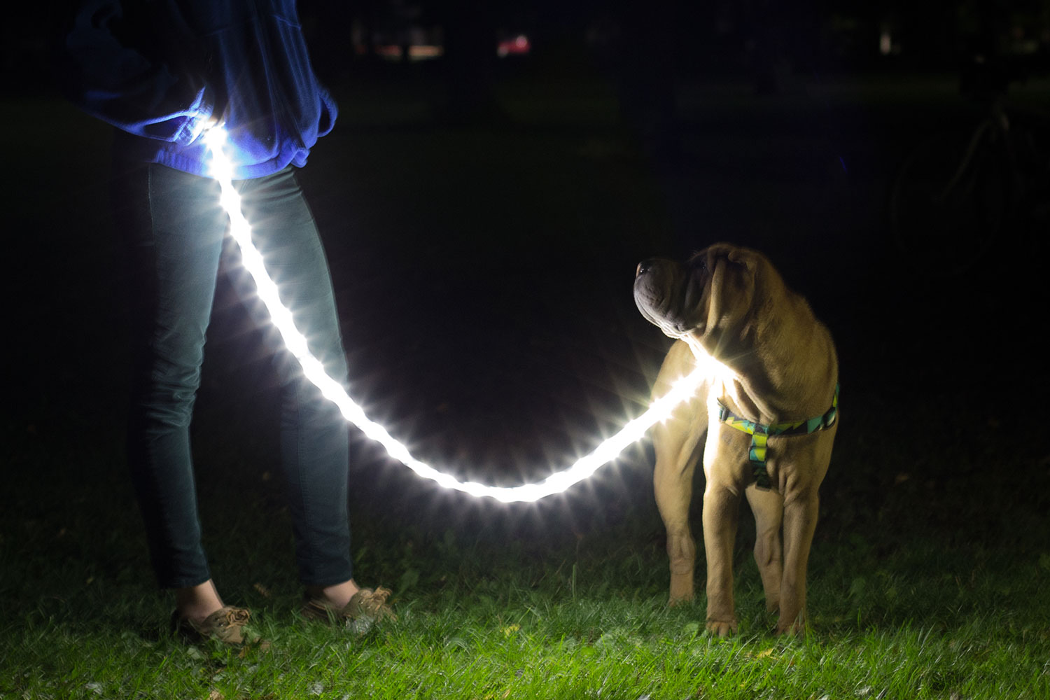 the luminoodle is a portable led light strip dog collar