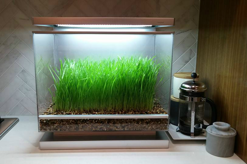 the biopod is a microhabitat thats rainforest on your countertop microclimate