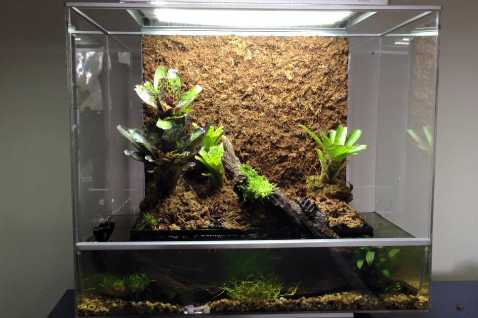 the biopod is a microhabitat thats rainforest on your countertop water