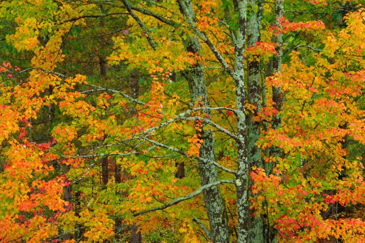 nikon fall foliage photography rod planck 2 4164