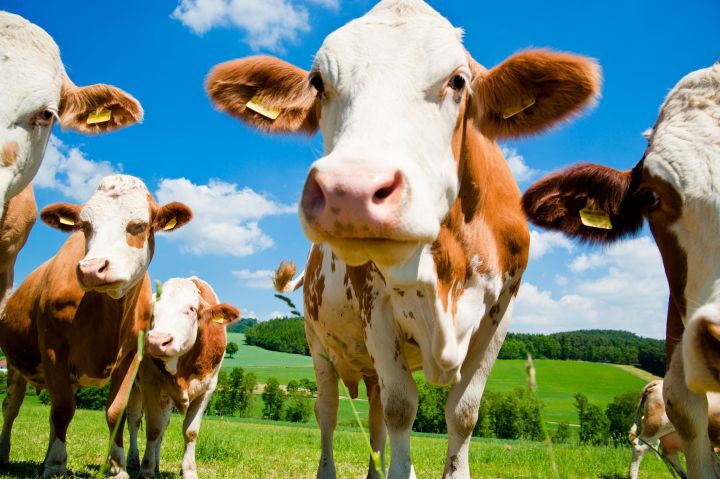 china to build worlds largest animal cloning factory cloned cows