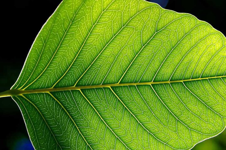 bionic leaf fertilizer close up