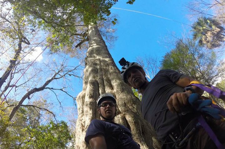 tree, lady liberty, cypress,