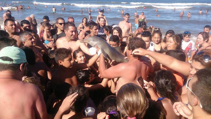 instagram animal selfies warning endangered baby dolphin dies 003
