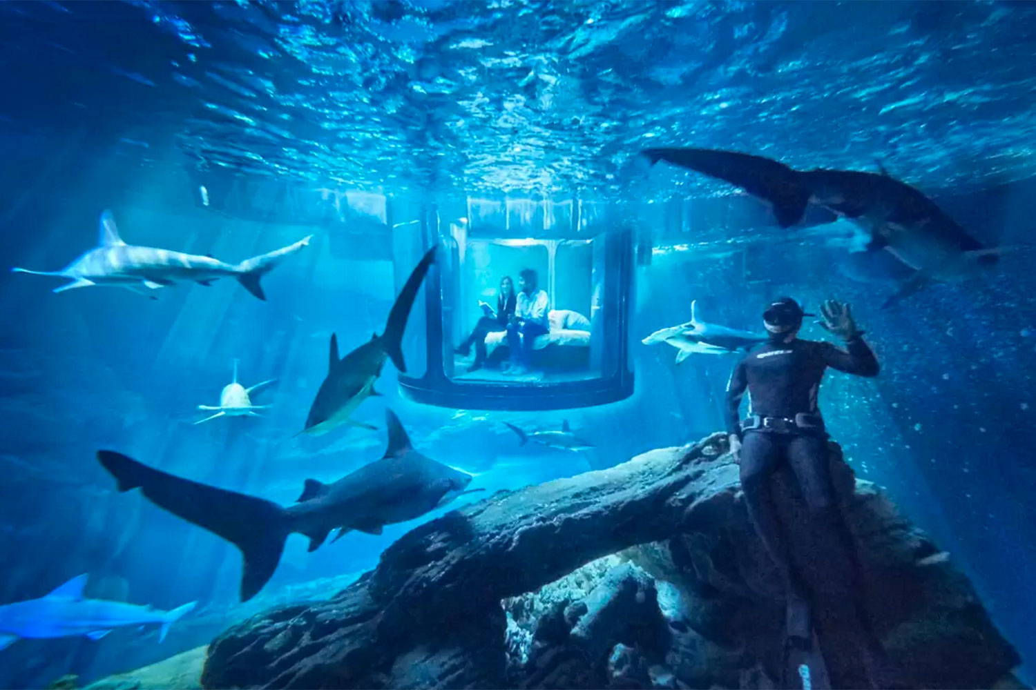 sleep underwater paris aquarium sharks airbnb de shark 002