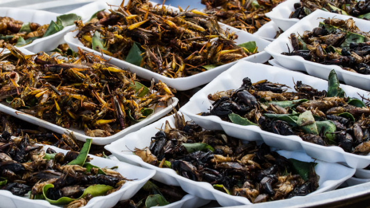 Exo insect protein cricket flour bugs
