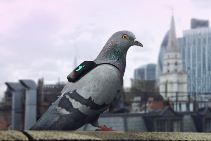london pigeons tweeting pollution pigeonair