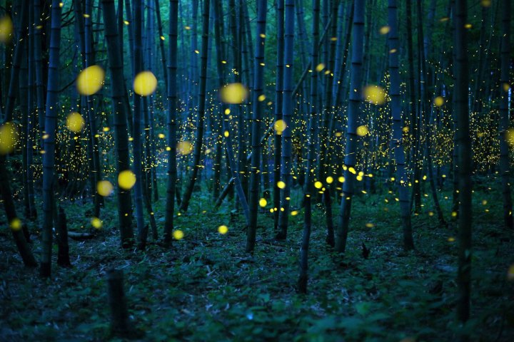top tech stories 3 27 2016 weekly rewind photography fireflies