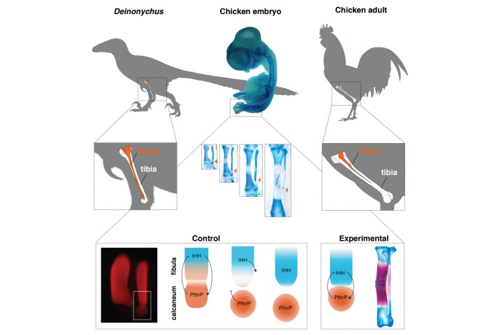 scientists create chickens with dinosaur legs because why not chicken