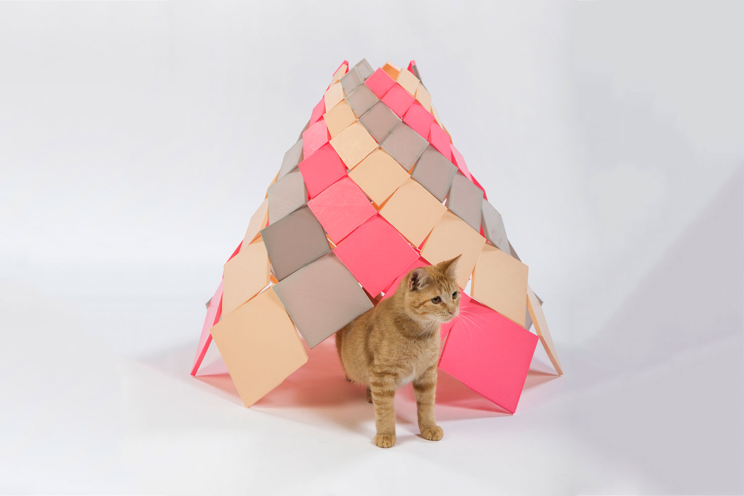 architects for animals design amazing cat houses dsh architecture  photo credit meghan bob photography