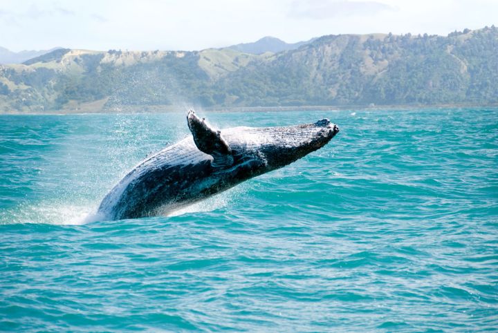 hydrophone tech maps whales ocean humpback whale