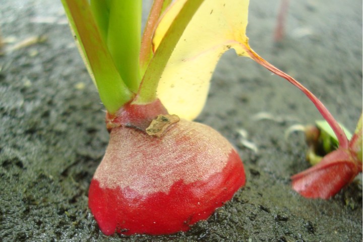 martial soil food crop martian radish