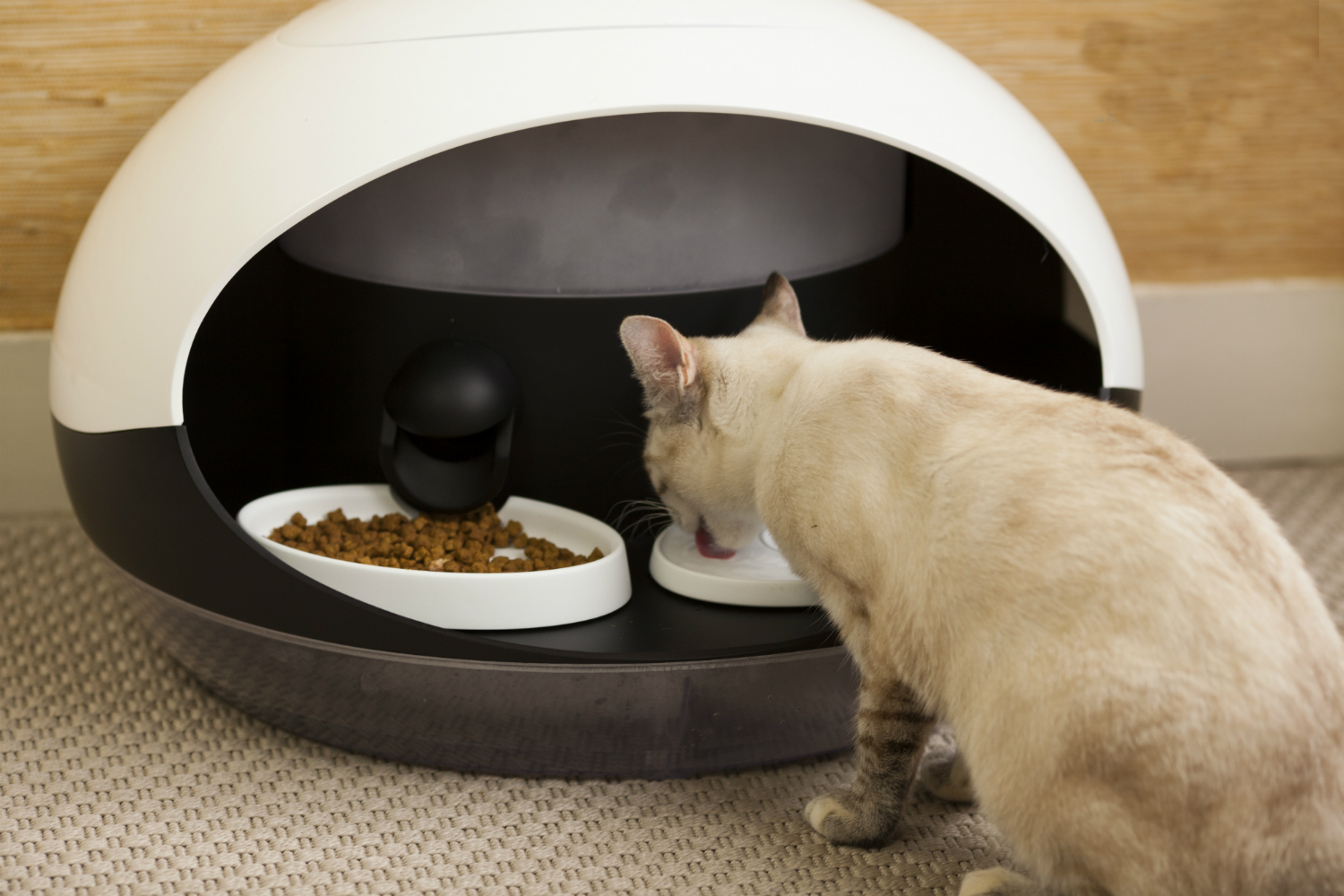 catspad is a smart food and water dispenser for cats cat feeder 3
