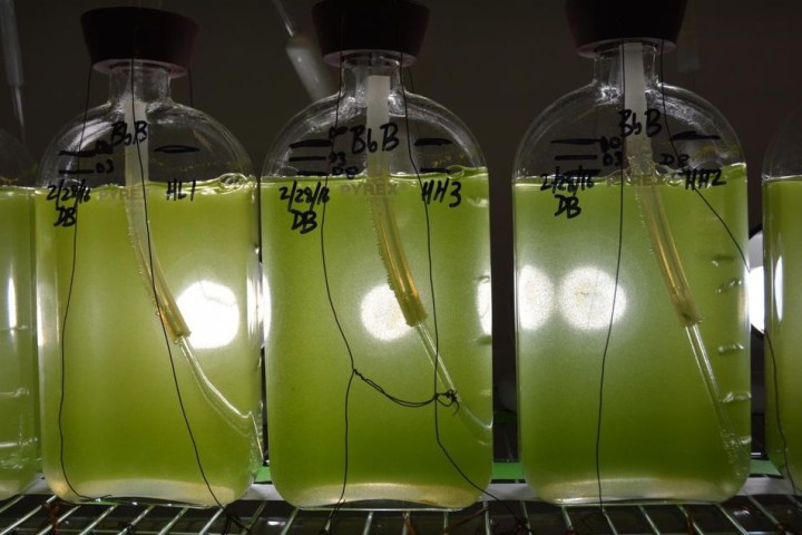 algal biofuel