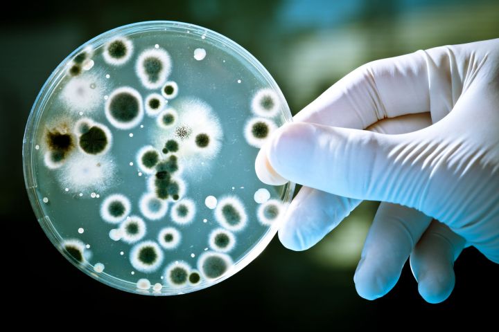 crispr dna movie cell bacteria