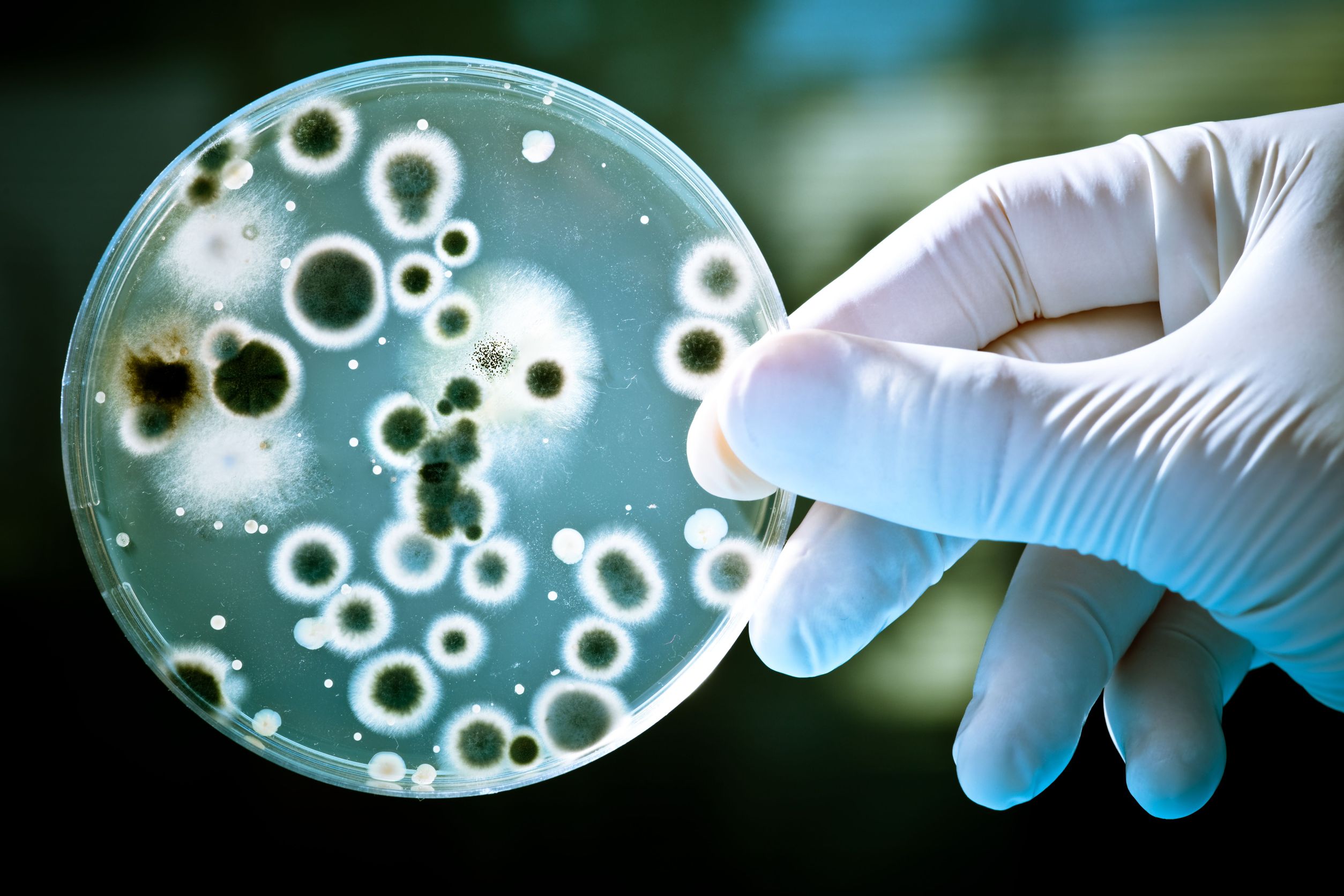 bactérias em uma placa de petri 
