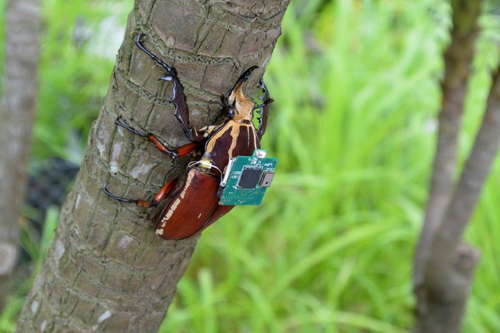 cyborg beetles uc berkely flower beetle