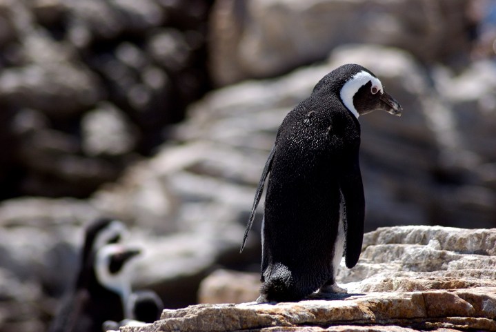 A sad penguin on a rock.