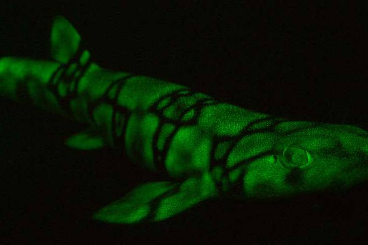 Bioluminescent chain catshark increases glow at deeper ocean levels