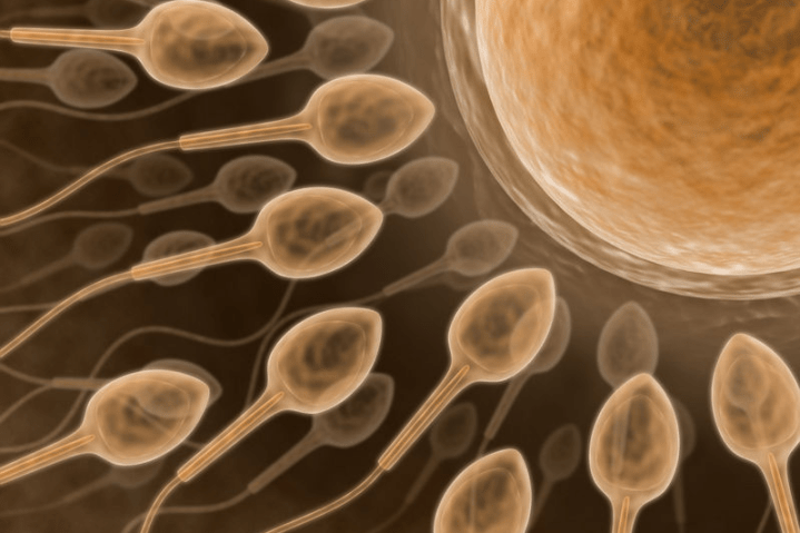 Adhesive beads prevent implantation by drawing away sperm