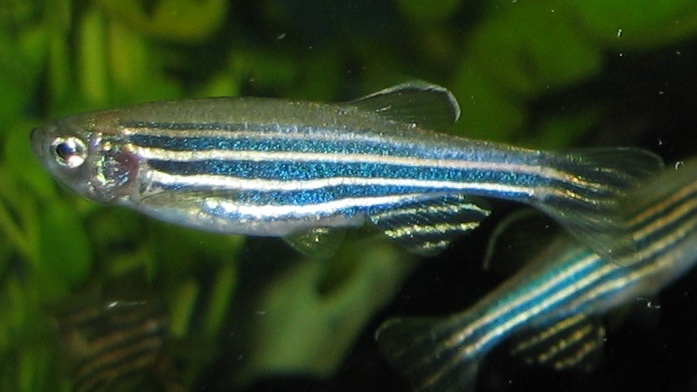 regeneration genes zebrafish