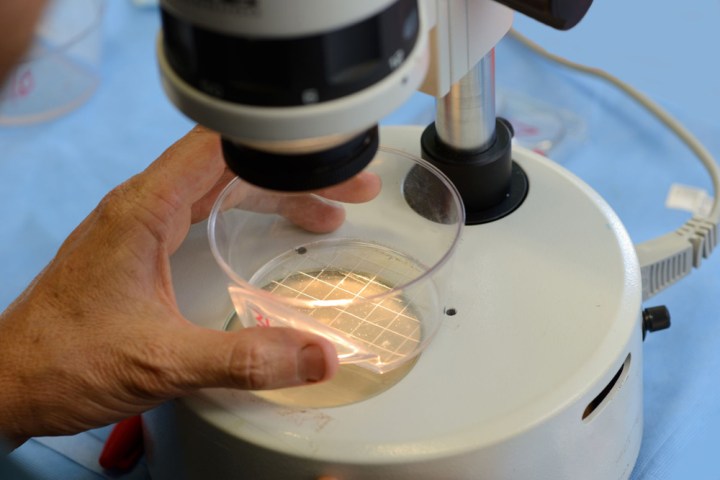 scientists grow human embryos in artificial womb 54882059 ml