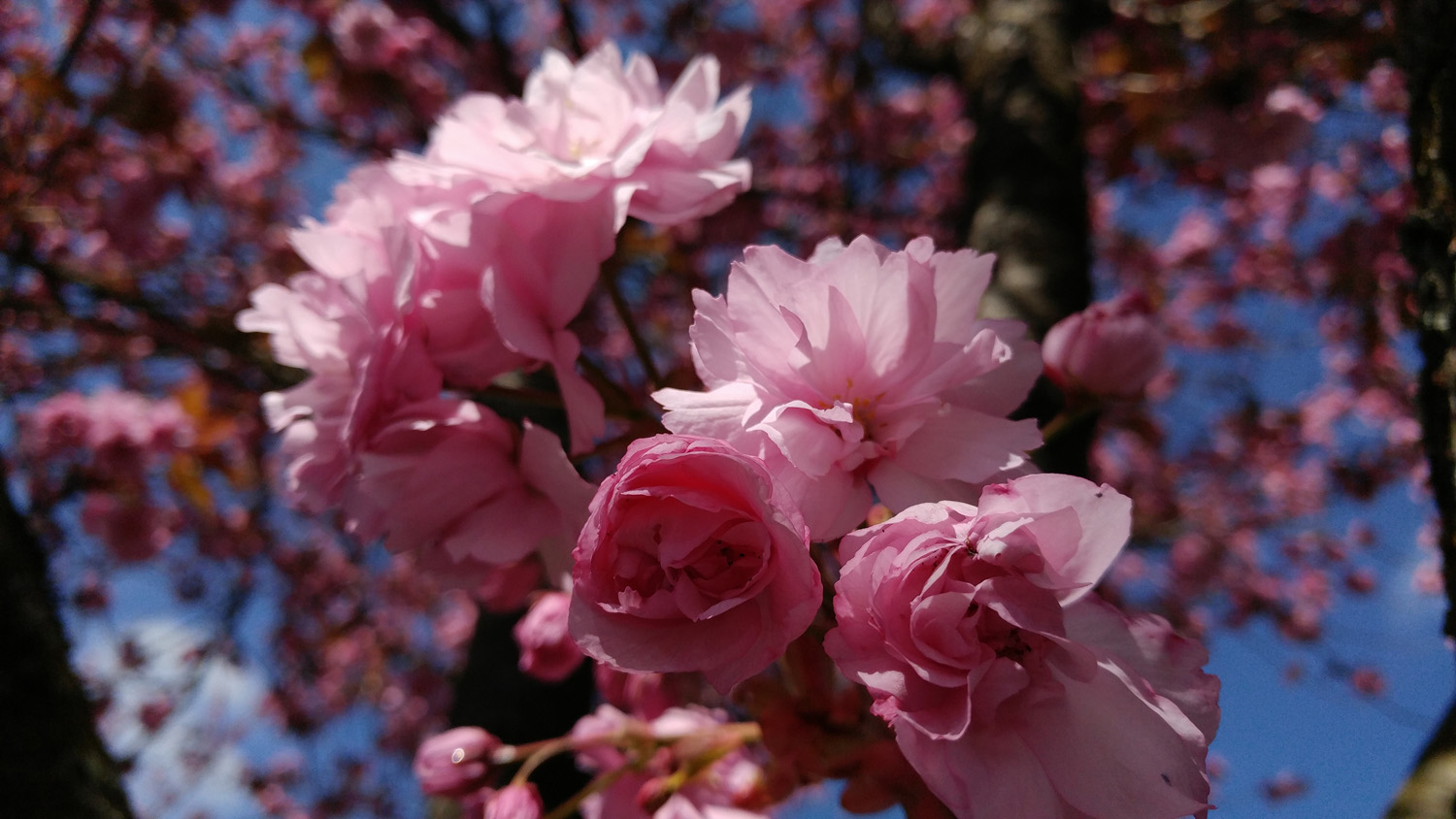 how to use lg g5 manual mode cherry blossoms