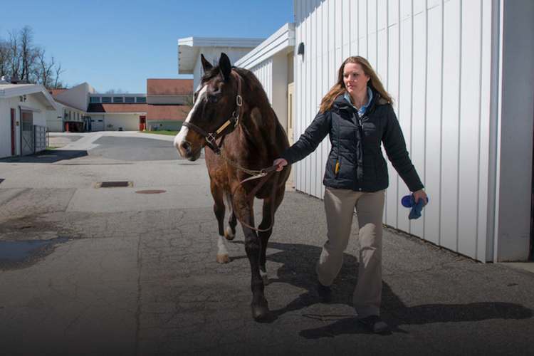 Leading horse to new Penn Vet equine scanner