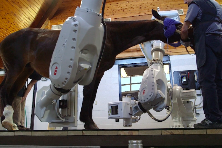equine medical imaging tech eliminates need for anesthetics developed horses could revolutionize those claustrophobic ct scan