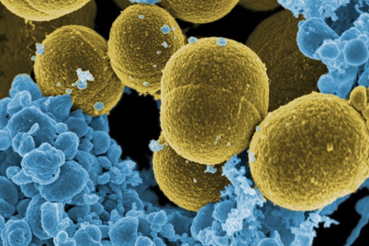 white house microbiome staphylococcus aureaumagnification 20 000