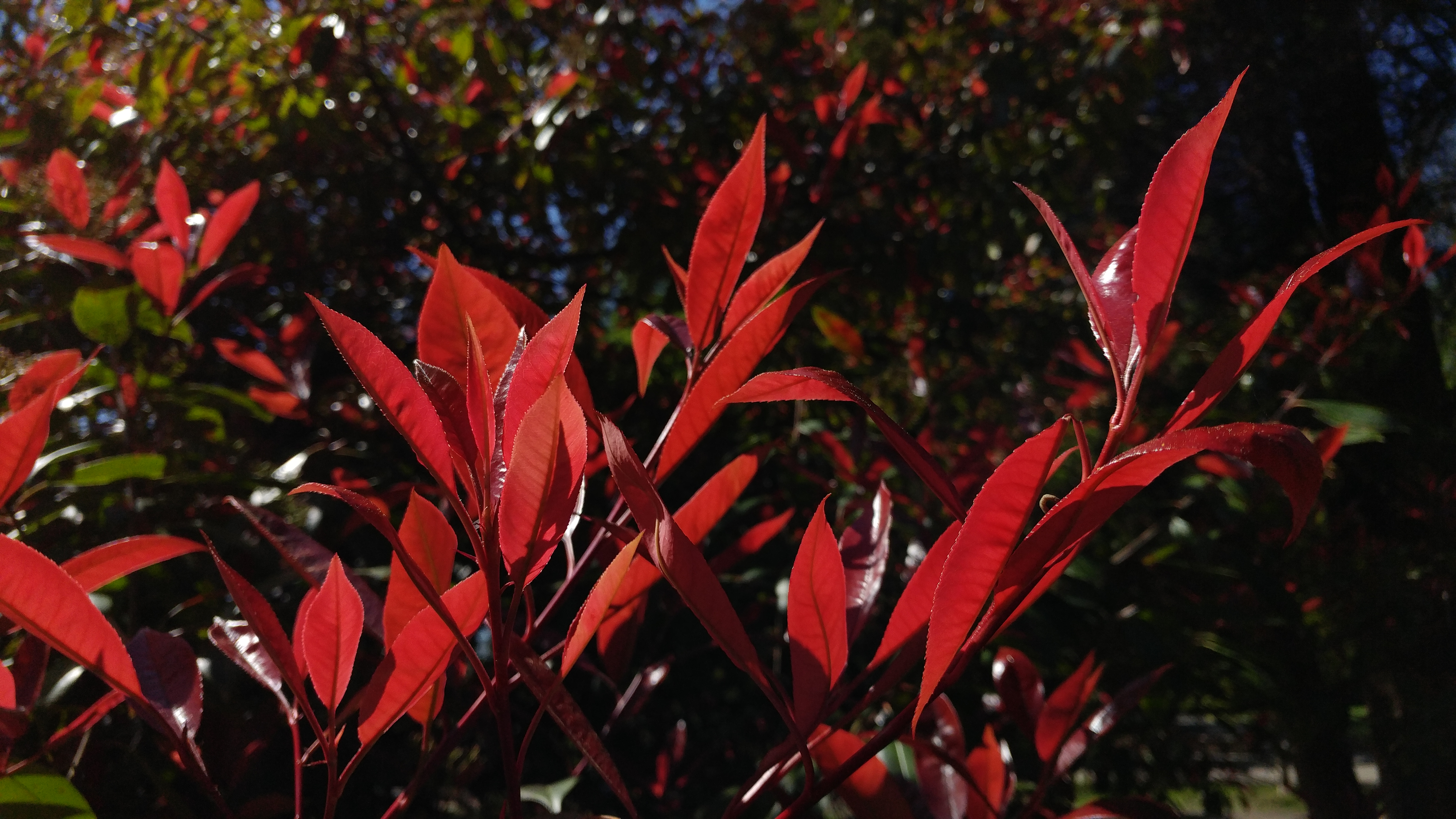 how to use lg g5 manual mode red leaves