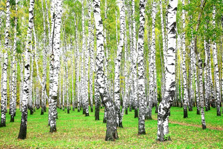 trees sleep night birch
