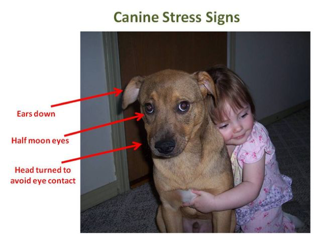 dogs hate hugs canine stress