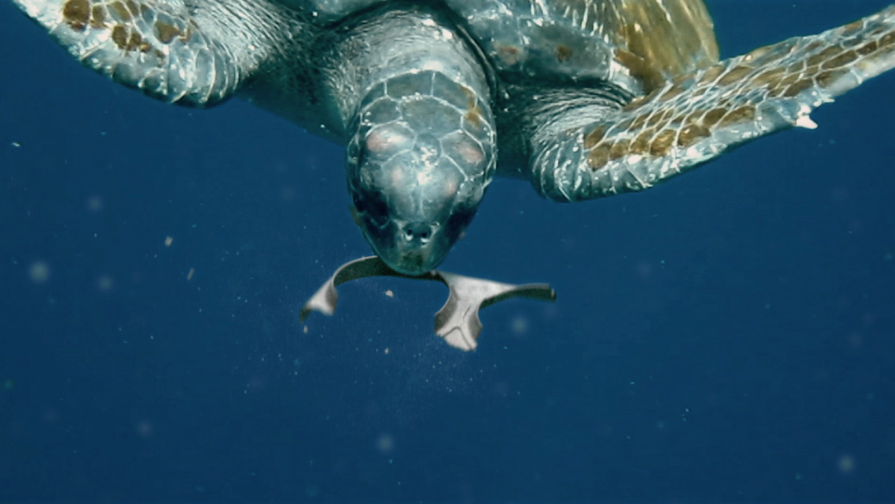 Saltwater Brewery edible six pack rings feed turtles instead of harming them