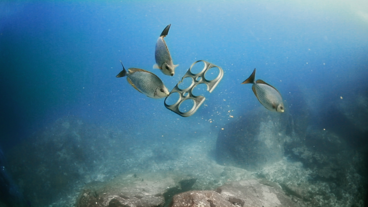Edible six pack rings are edible and biodegradable