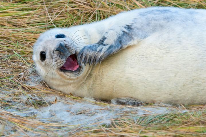 seal selfie warning pup
