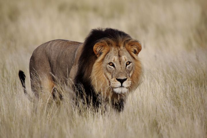 robot hunt prey 13900953  male lion panthera leo