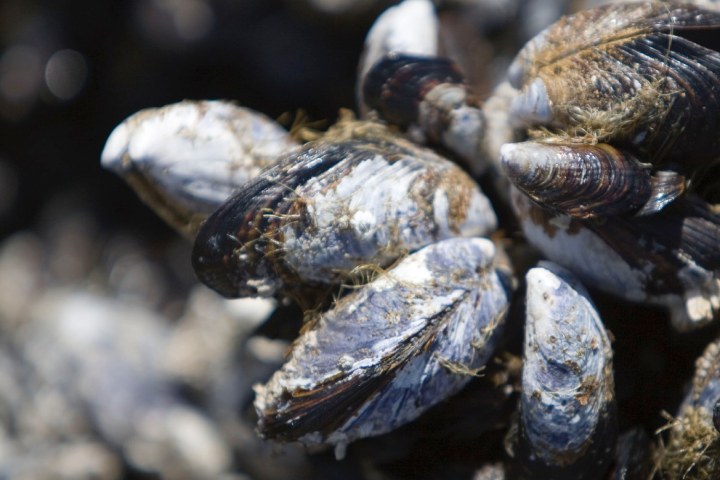 navy underwater glue mussels 700503902 fed9c9371d o