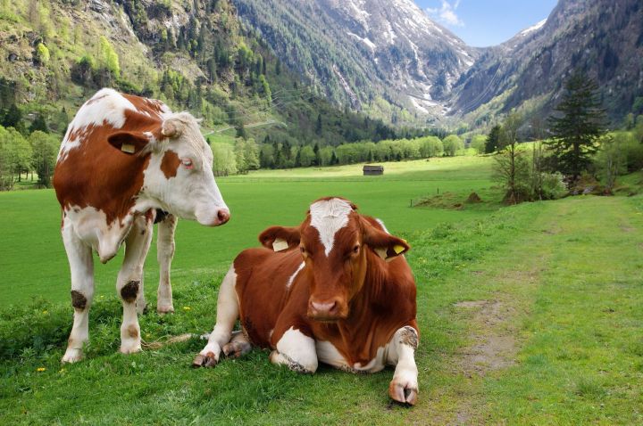 cow health stomach implant smaxtec 10665628  two cows in the alpine mountains austria