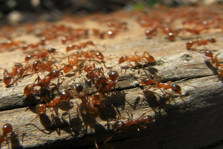 mutant ants social behavior ant