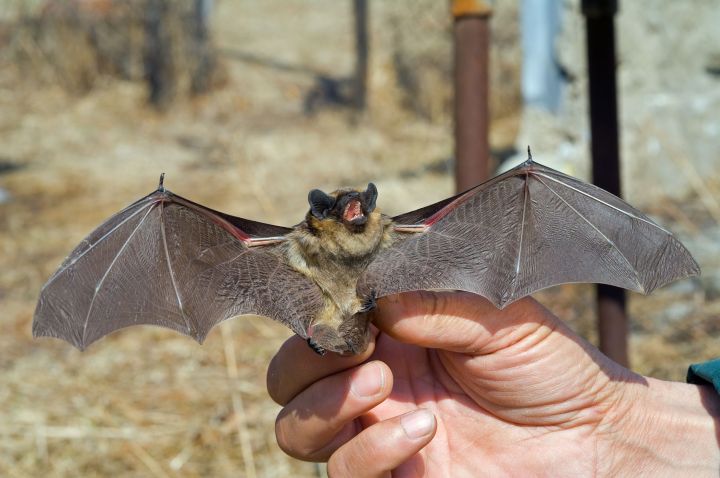 ebola map machine learning bats 17048390  a close up of the small bat in human hand