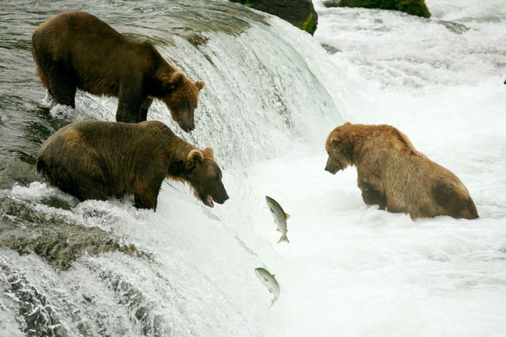 alaska bearcam 3421564  grizzly bears fishing for salmon brooks falls katmai np