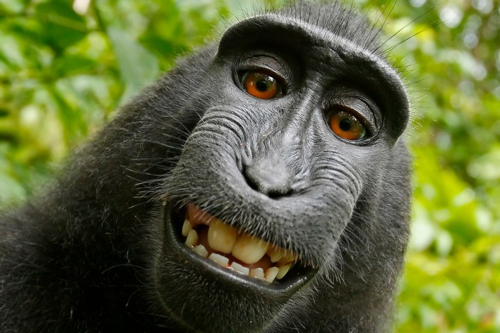 peta appeals monkey selfie lawsuit david slater takes